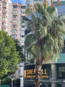 Antalya Muratpaşa Şirinyalı'da 3+1 Eşyalı Kiralık Ofis 17