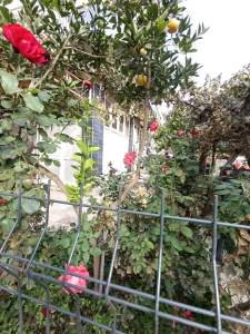 Aydın Yedieylül Mah Wc İçinde Köşe Başı Dükkan Kiralık 32