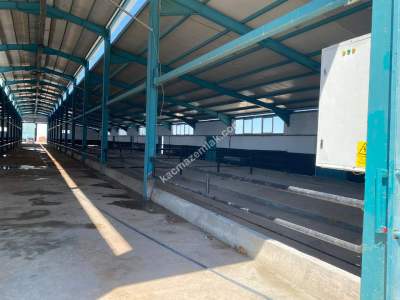 Sungurlu Kavşut' Da Satılık 980 Başlık Besi Çiftliği 10