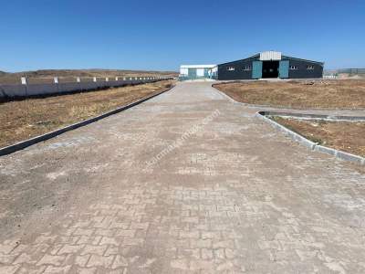 Sungurlu Kavşut' Da Satılık 980 Başlık Besi Çiftliği 5