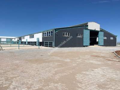 Sungurlu Kavşut' Da Satılık 980 Başlık Besi Çiftliği 7