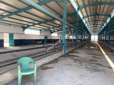 Sungurlu Kavşut' Da Satılık 980 Başlık Besi Çiftliği 11