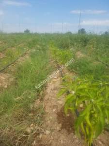 Kırklareli Lüleburgaz Celaliye'de Satılık Çiflik 10