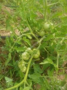 Kırklareli Lüleburgaz Celaliye'de Satılık Çiflik 8