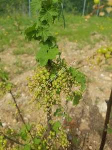 Kırklareli Lüleburgaz Celaliye'de Satılık Çiflik 11