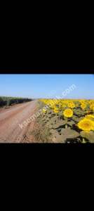 Konya Ereğli Yeniköyde Satılık Besi Ve Süt Çiftliği 14