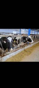 Konya Ereğli Yeniköyde Satılık Besi Ve Süt Çiftliği 21