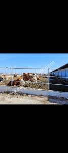 Konya Ereğli Yeniköyde Satılık Besi Ve Süt Çiftliği 2