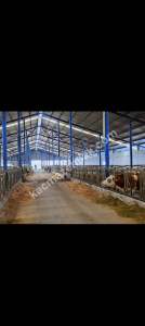 Konya Ereğli Yeniköyde Satılık Besi Ve Süt Çiftliği 4