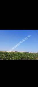 Konya Ereğli Yeniköyde Satılık Besi Ve Süt Çiftliği 10