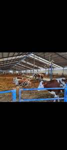 Konya Ereğli Yeniköyde Satılık Besi Ve Süt Çiftliği 16