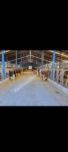 Konya Ereğli Yeniköyde Satılık Besi Ve Süt Çiftliği 19