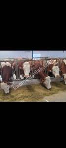 Konya Ereğli Yeniköyde Satılık Besi Ve Süt Çiftliği 9