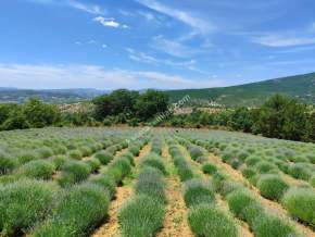 Kütahya Şaphane 14.035M2 Lavanta Tarlası Ve Ev Satılık