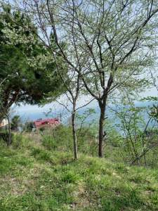 Trabzon Akçaabat Salacıkta Kiralık Eşyalı Bahçeli Ev 22