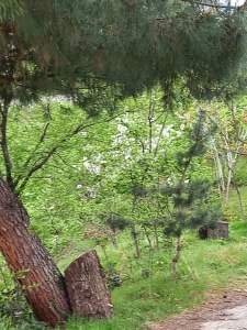 Trabzon Akçaabat Salacıkta Kiralık Eşyalı Bahçeli Ev 23