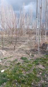 Develi Yenihayat Mah Satlık Bahçeli Ev 15