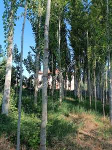 Develi Yenihayat Mah Satlık Bahçeli Ev 9