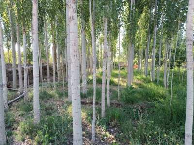 Develi Yenihayat Mah Satlık Bahçeli Ev 25