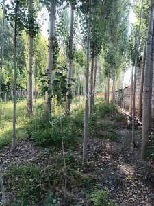 Develi Yenihayat Mah Satlık Bahçeli Ev 27