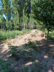 Develi Yenihayat Mah Satlık Bahçeli Ev 17