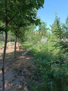 Develi Yenihayat Mah Satlık Bahçeli Ev 7