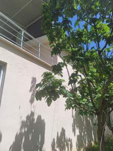 Sakarya Mahmudiyede Satılık Bahçeli Villa 11