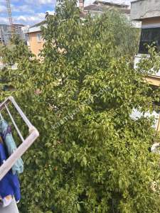 Pendik Kurtköy Merkeze Yakın Satılık Dubleks Daire.. 18