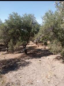 Kaçmaz Emlak Nazilliden Yazırlıda Satılık Kargir Ev 3