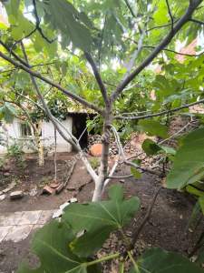 Kaçmaz Emlak Nazilliden Satılık Müstakil Ev 4