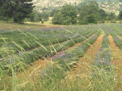 Kütahya Şaphane 14.035M2 Lavanta Tarlası Ve Ev Satılık 3