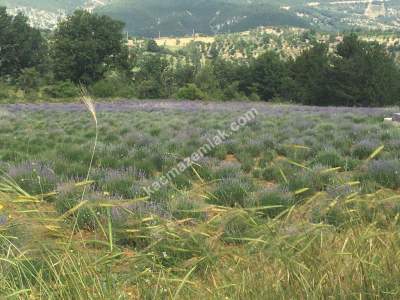 Kütahya Şaphane 14.035M2 Lavanta Tarlası Ve Ev Satılık 9