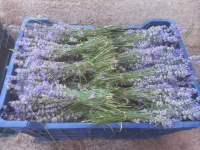 Kütahya Şaphane 14.035M2 Lavanta Tarlası Ve Ev Satılık 2