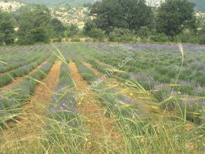 Kütahya Şaphane 14.035M2 Lavanta Tarlası Ve Ev Satılık 10