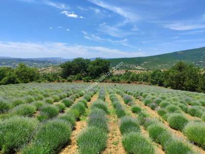 Kütahya Şaphane 14.035M2 Lavanta Tarlası Ve Ev Satılık 4