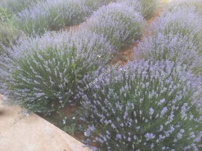 Kütahya Şaphane 14.035M2 Lavanta Tarlası Ve Ev Satılık 5