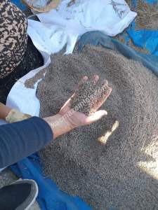 Kütahya Şaphane 14.035M2 Lavanta Tarlası Ve Ev Satılık 7