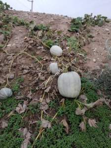 Tekirdağ Şarköy Kirazlı Mahallesi Satılık Müstakil Ev 13