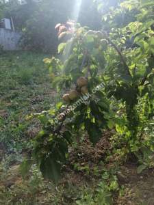 Tekirdağ Şarköy Kirazlı Mahallesi Satılık Müstakil Ev 12