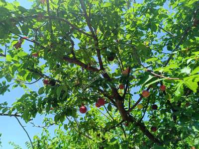 Tekirdağ Şarköy Güventur Sitesi Satılık Villa 34